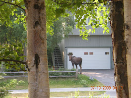Moose...