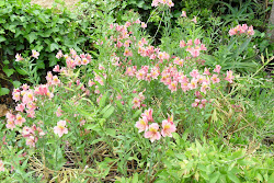 as última flores semedas pela Glória