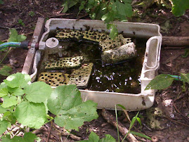 Otro tipo de bebedero