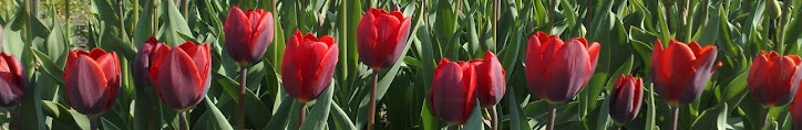 tulips2 sh