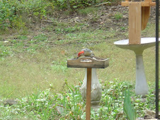red bellied woodpecker (my favorite)