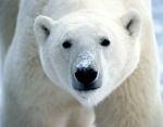 [urso.bmp]