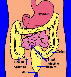 human cecum