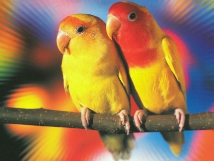 images of lovebirds. Separate your new love birds