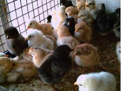 vendo pollitos sacados de incubadora