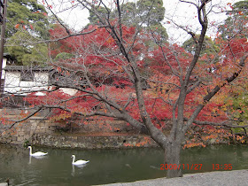 五洲豐富您的人生 瀨戶 四國 小豆島紅葉五日11 27