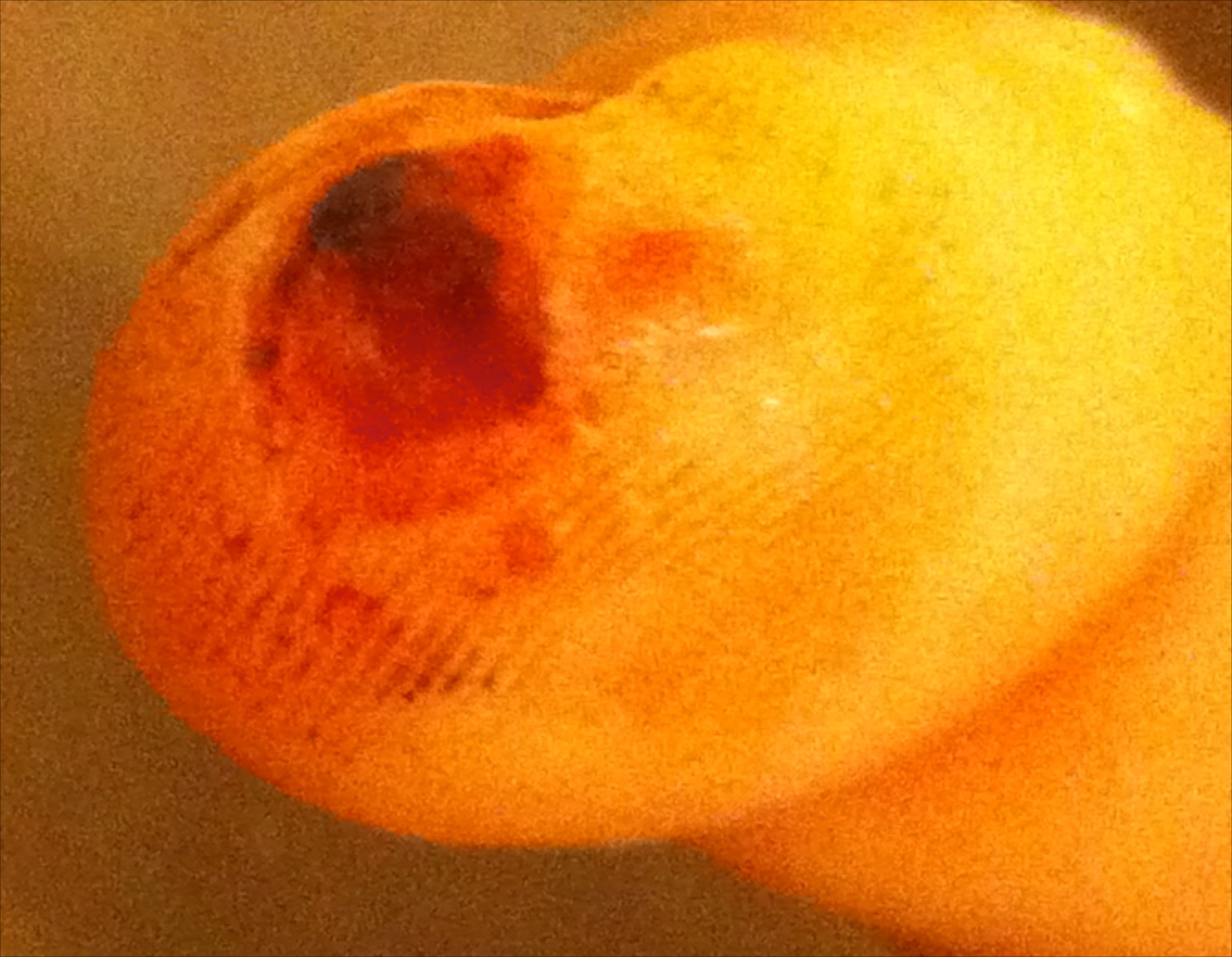 Tom Monaco's Blog Mandoline Slicer Accident