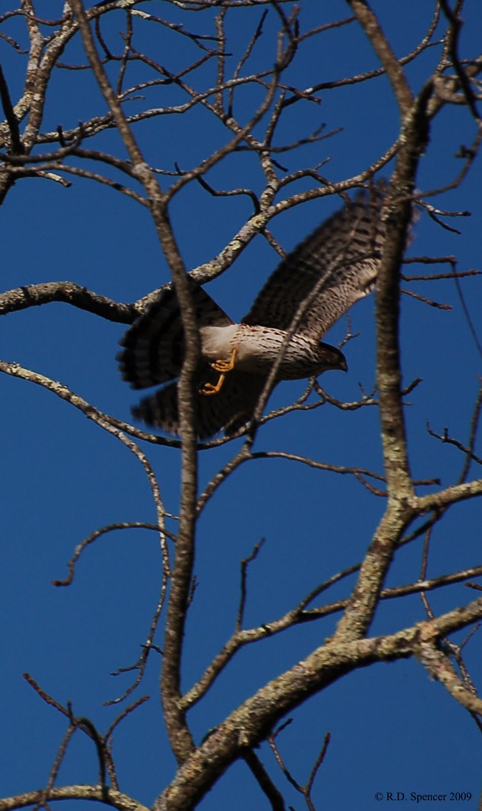 [Red+S+Hawk27.jpg]