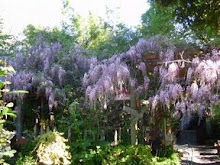 THE WISTERIA IN BLOOM!