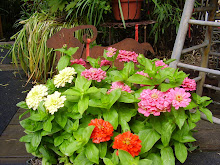 ZINNIAS