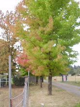 Sweet Gums along the driveway