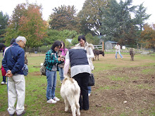 Japanese Visitors