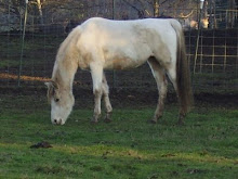 One of the Rescued Horses