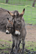 CHOCOLATE DELIGHT AND HER BABY CHOCOLATE'S SUPRISE