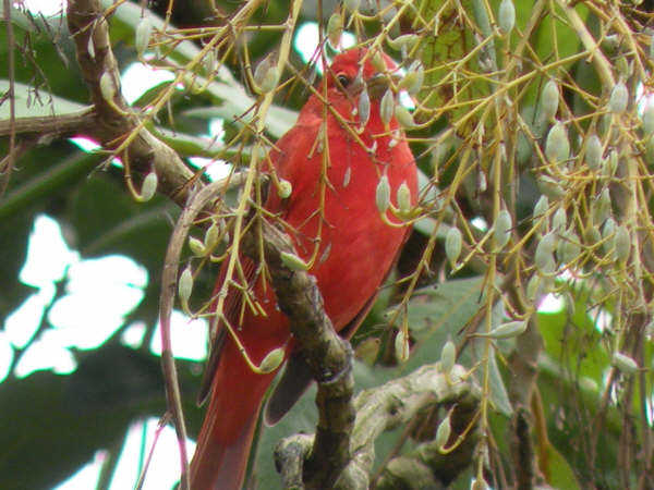 PIRANGA RUBRA