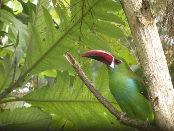 TUCAN RABIROJO