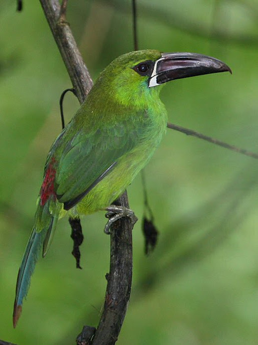TUCANCITO COLIROJO