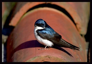 GOLONDRINA