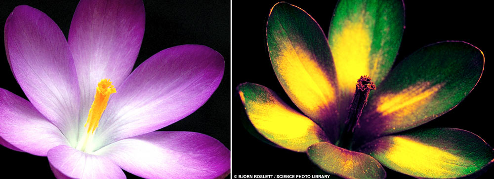 [crocus nectar guide.jpg]
