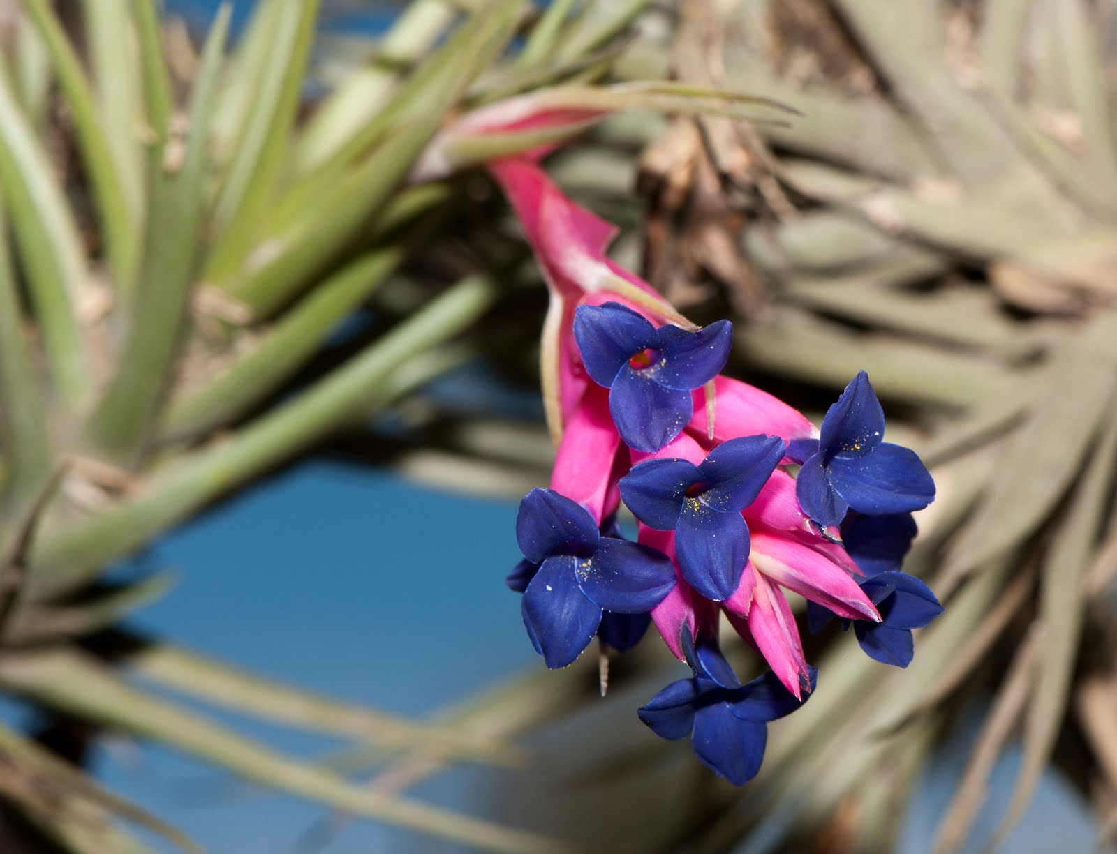 FOTOGRAFIAS DE LA FLORA AUTOCTONA DEL URUGUAY CLAVEL DEL AIRE COMUN