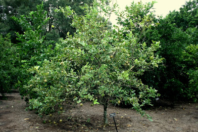 lemon tree eureka