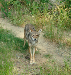 Your Wolf Pics - Page 4 Wolf+1390+crop