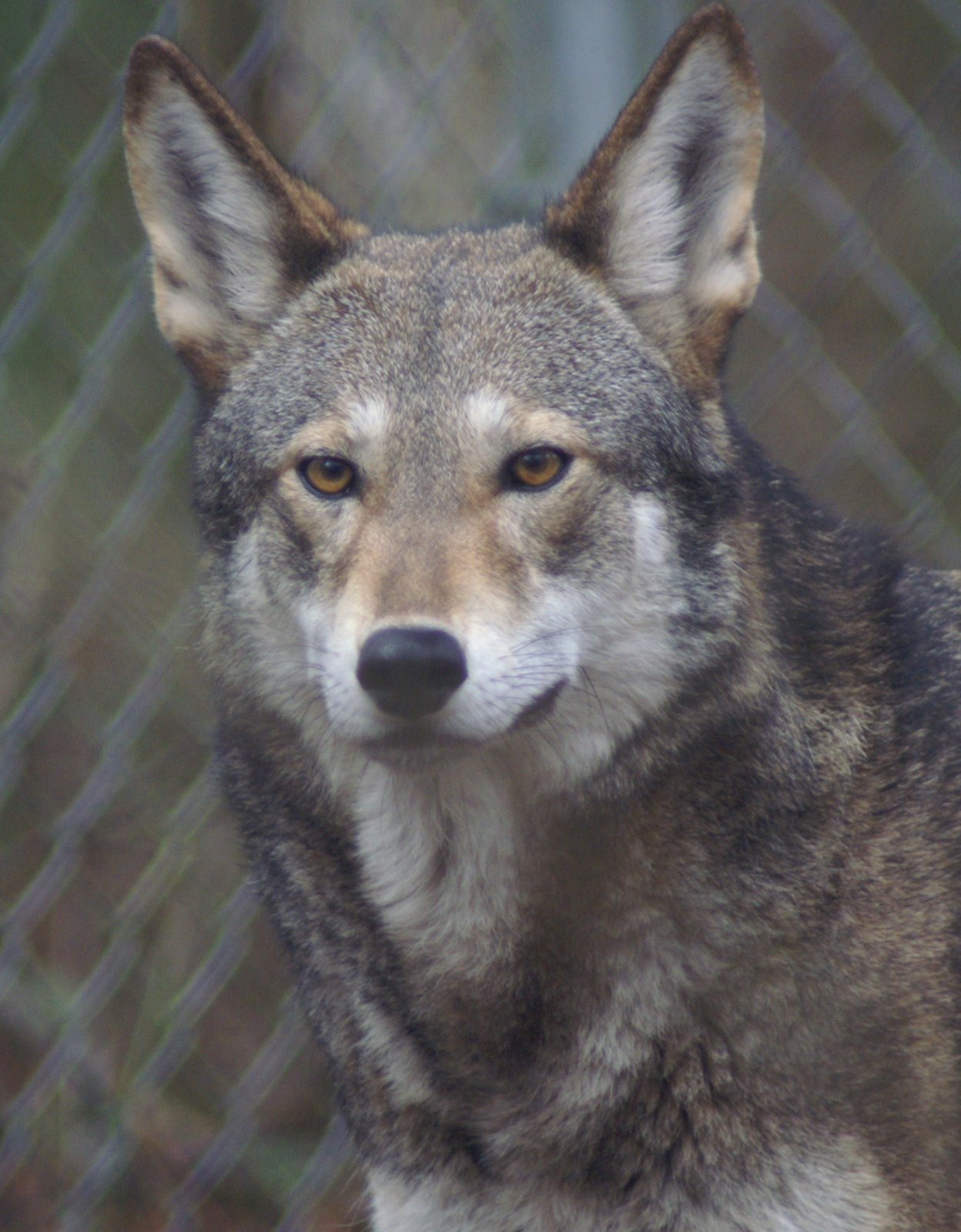 [alphawolf1]