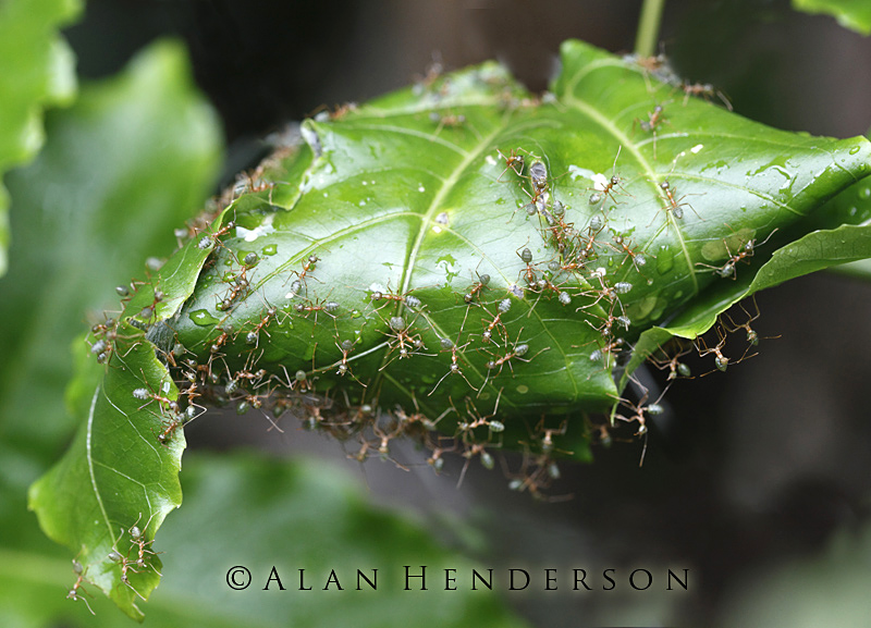 green ants