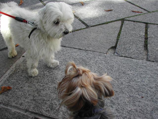 [DSCN4013_OrtaSanGiulio+(Small).JPG]