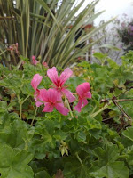 gerânio (Pelargonium)