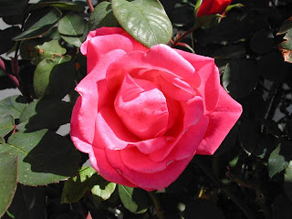 rose_27032009