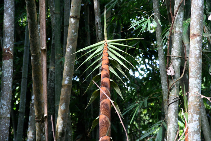 Bamboo Shoot