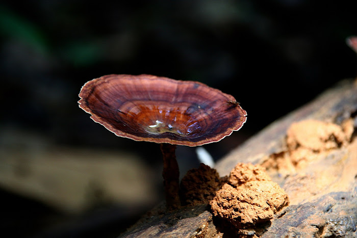 Bracket Fungi