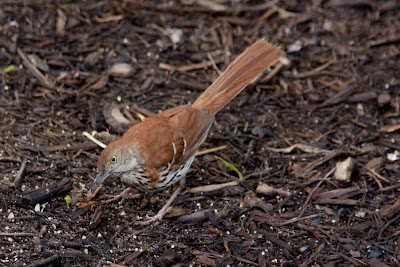 Brown Thrasher