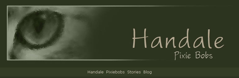 Handale Pixiebobs Stories Blog
