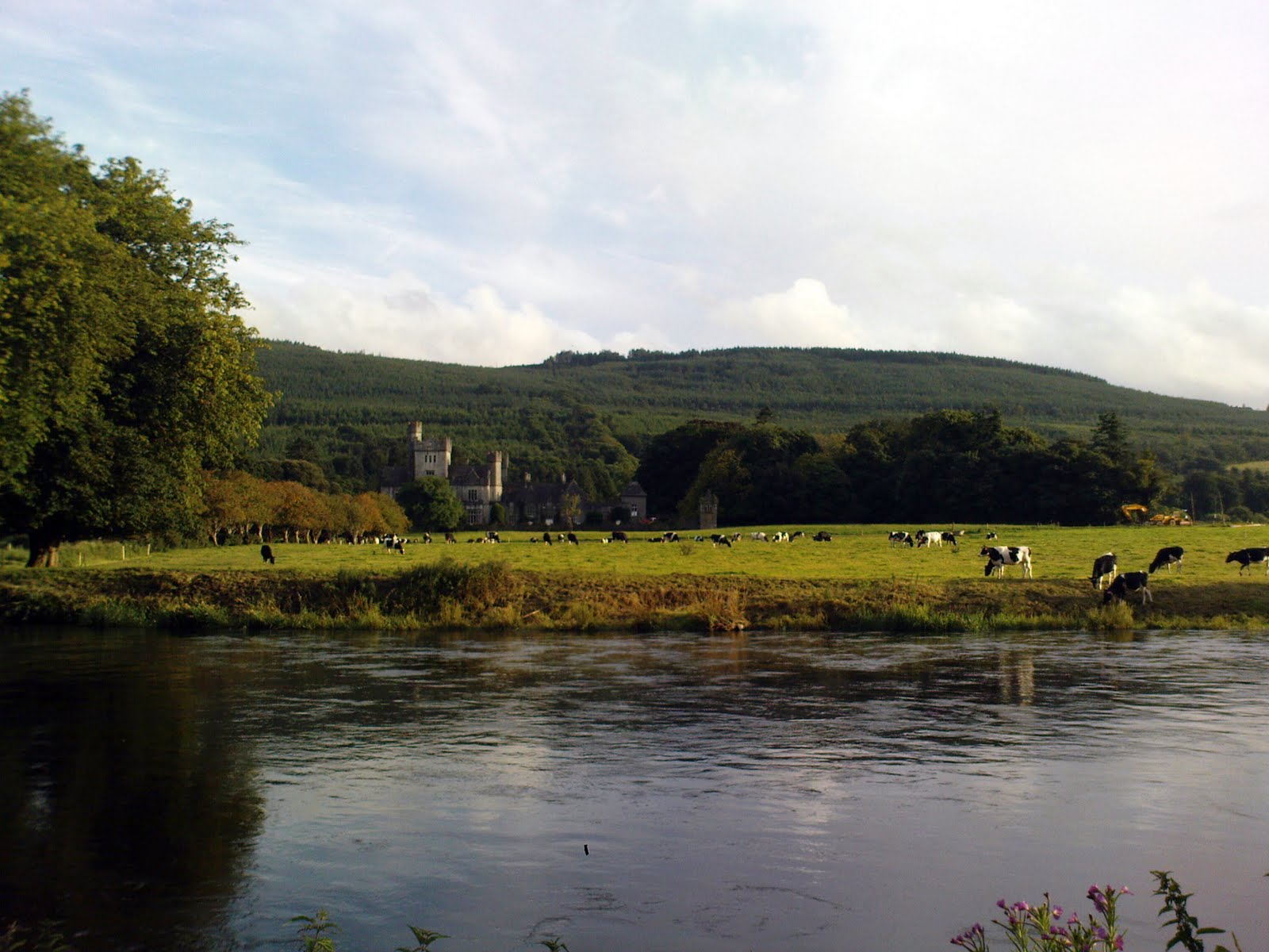 Cows In Ireland