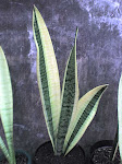 Sansevieria Mutasi code (251)