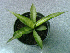 Sansevieria Mutasi (code 250)