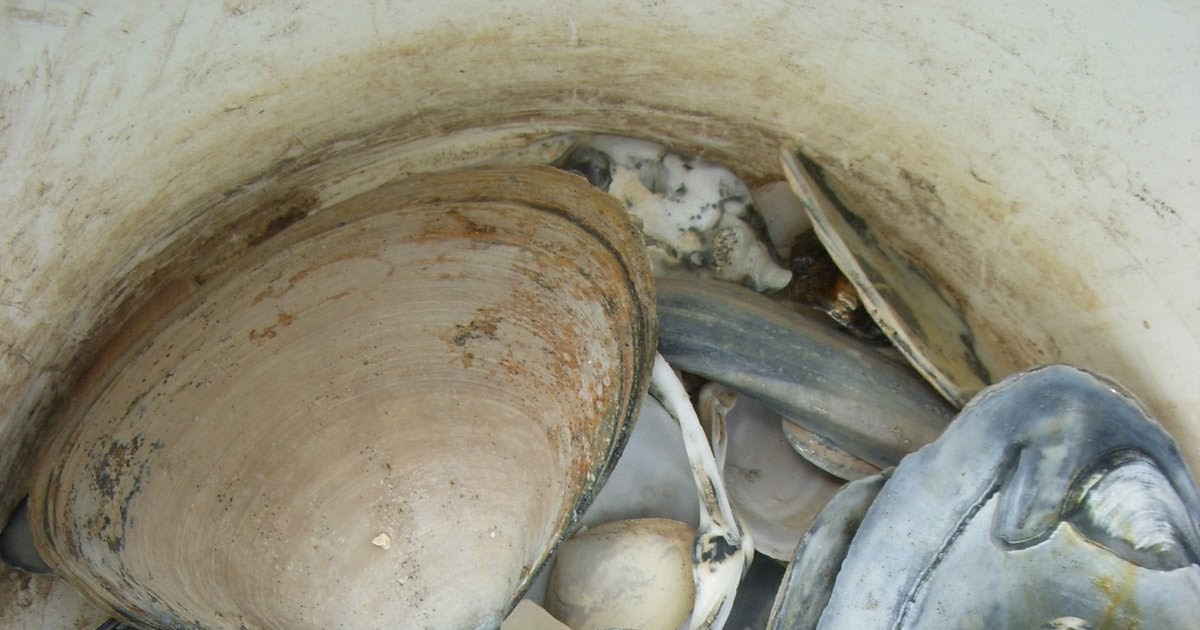 Serenity Now Getting Crafty with Sea Shells