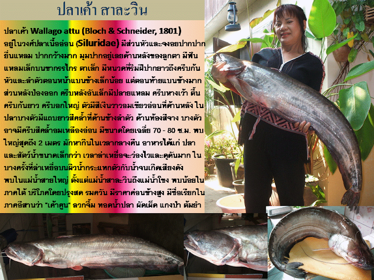 ปลาเค้า สาละวิน