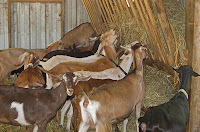 dairy goats eating hay