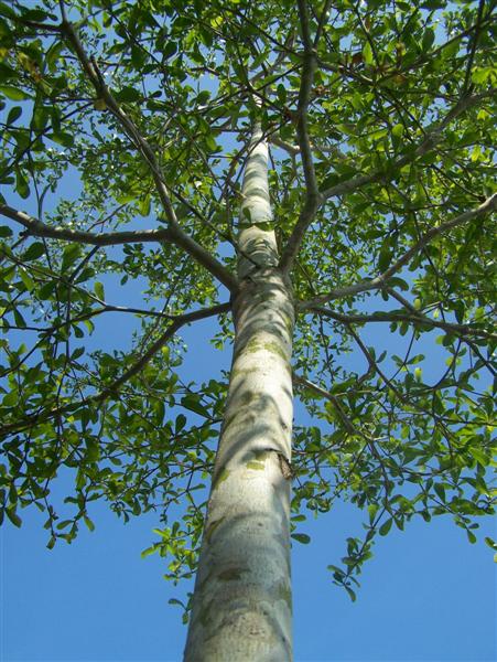 Berembang pokok Apa itu