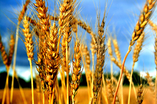 wheat crop pictures