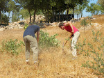 Toiling the land at The Tent of Nations