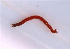 Ruby Mountain Fly Fishers: January 2013 RMFF Midge Fly Pattern Tying