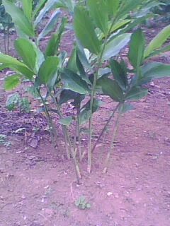 Sekilas Kapulaga ~ ASOSIASI PETANI KAPULAGA "AGRI JAYA GROUP" KAB