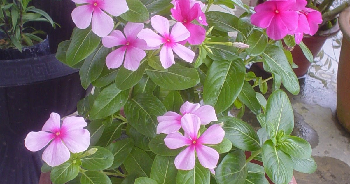 Little Green Villa miri flower