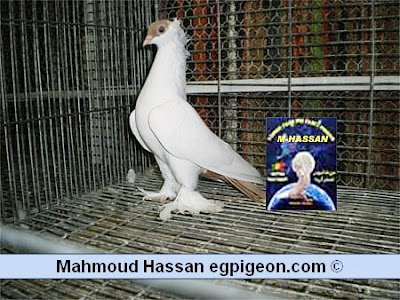 Deutsch Tauben Egyptian Helmet Pigeon Yellow Head