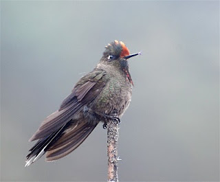 Rainbow-Bearded Thornbill Male