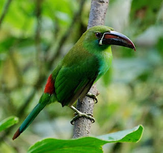 Crimson-Rumped Toucanet